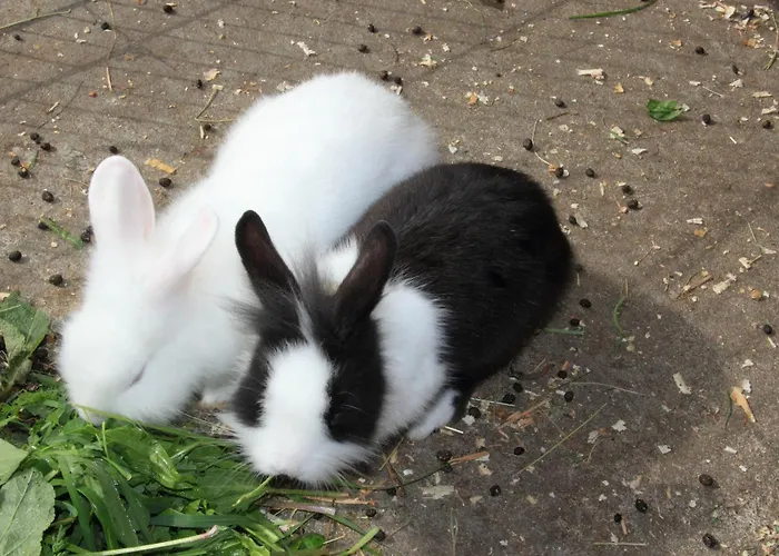 Gut Sonnbichl Gæstehus 3*