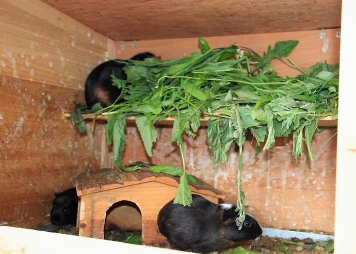 Gæstehus Gut Sonnbichl 3*