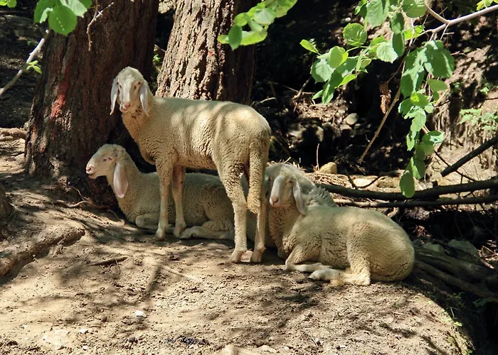 Gut Sonnbichl Gæstehus 3*